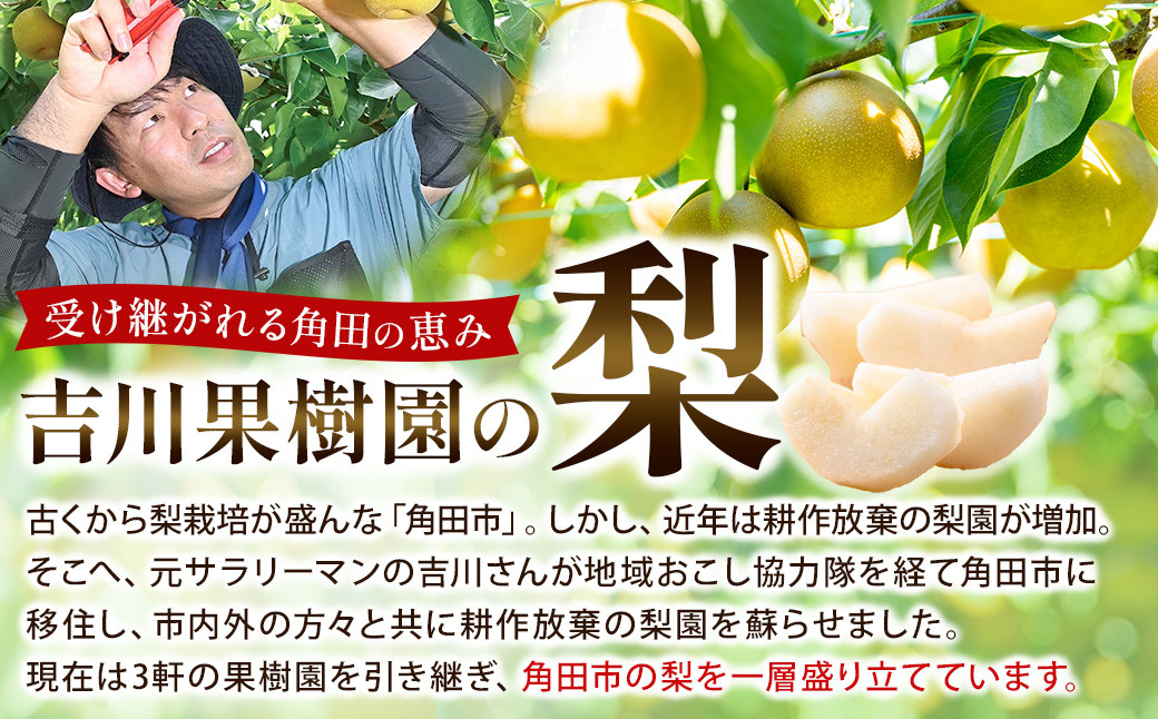 【先行予約（2026年発送分）】【訳あり】旬の和梨　約３kg【吉川果樹園】｜梨 ナシ こだわりの梨 フルーツ 果物 旬の梨 宮城県角田市 約3kg