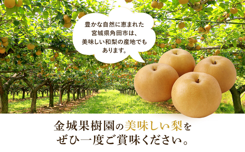 【訳あり／2026年先行予約】金城果樹園　梨「あきづき」約5kg（8～14玉入）2026年9月中旬～順次発送