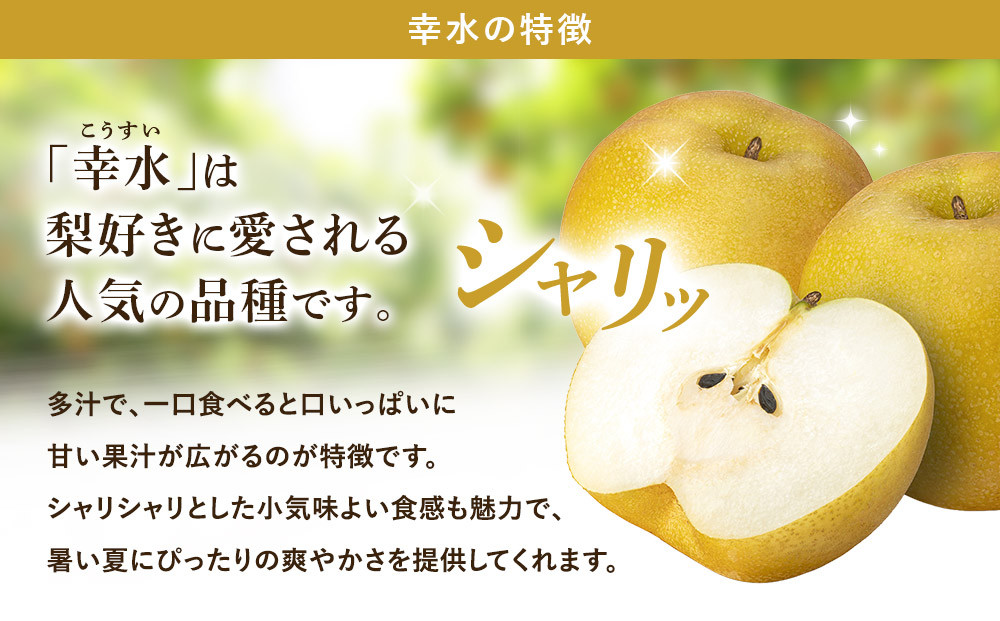 【2026年先行予約】金城果樹園　梨「幸水」約5kg（10～16玉入）2026年8月中旬～順次発送