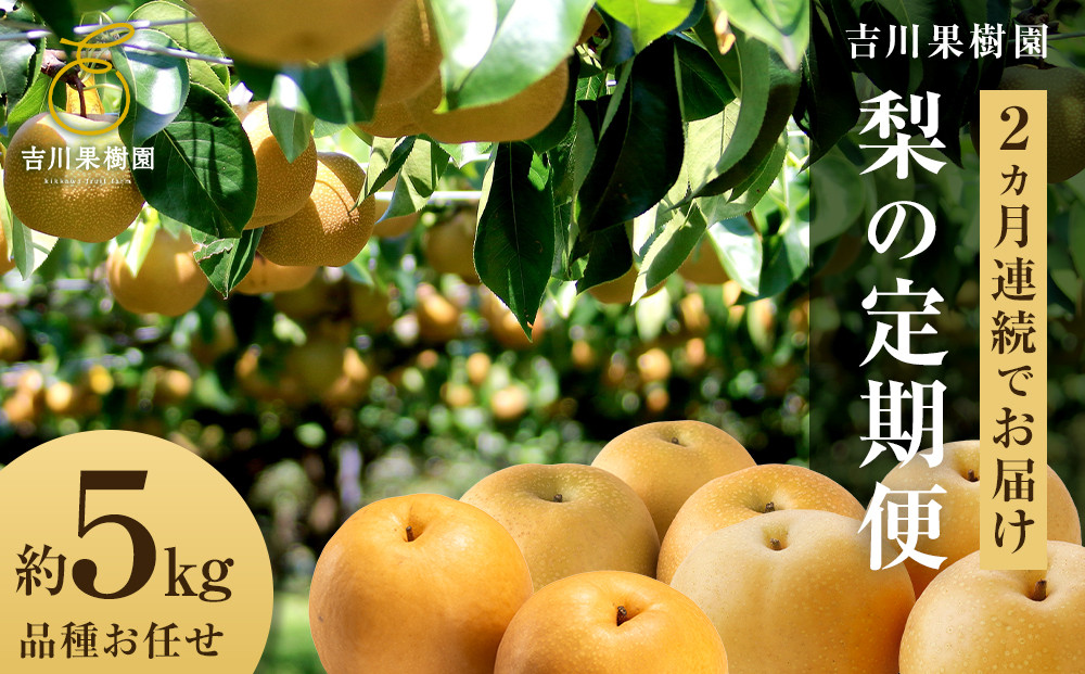 【2026年発送分 先行予約】【梨の定期便／全2回発送】和梨2カ月連続お届け 5kg（品種おまかせ）
