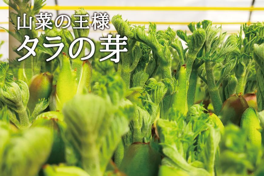 [宮城県角田市産]産地直送 朝採れ山菜 タラの芽 250g【12月下旬以降順次発送】