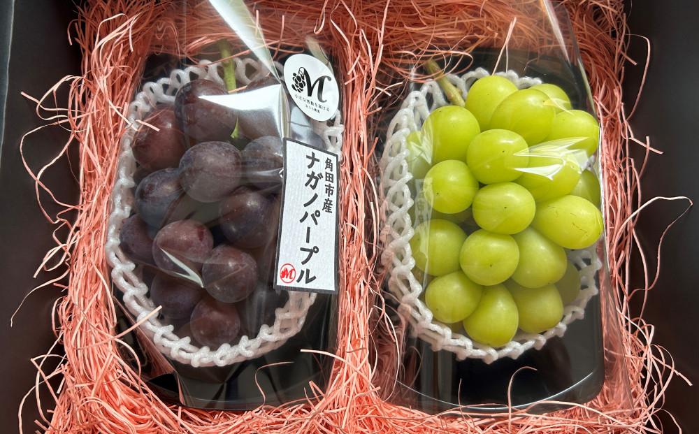 【みうら農園】シャインマスカット／ナガノパープル セット（各1房・計2房 約1kg）【8月下旬以降より順次発送】｜シャインマスカット ナガノパープル ぶどう 葡萄 宮城県角田市 フルーツ 果物 セット