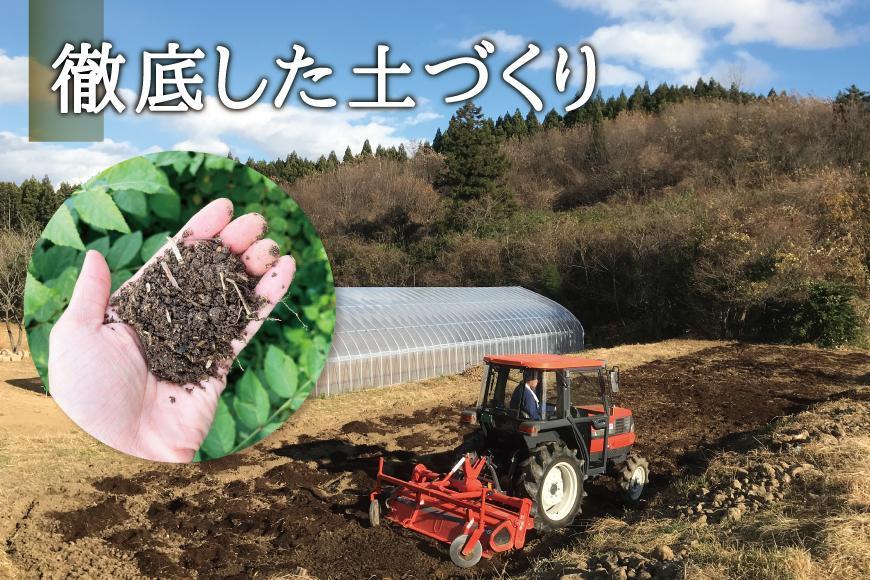 [宮城県角田市産]産地直送 朝採れ山菜 タラの芽 250g【12月下旬以降順次発送】