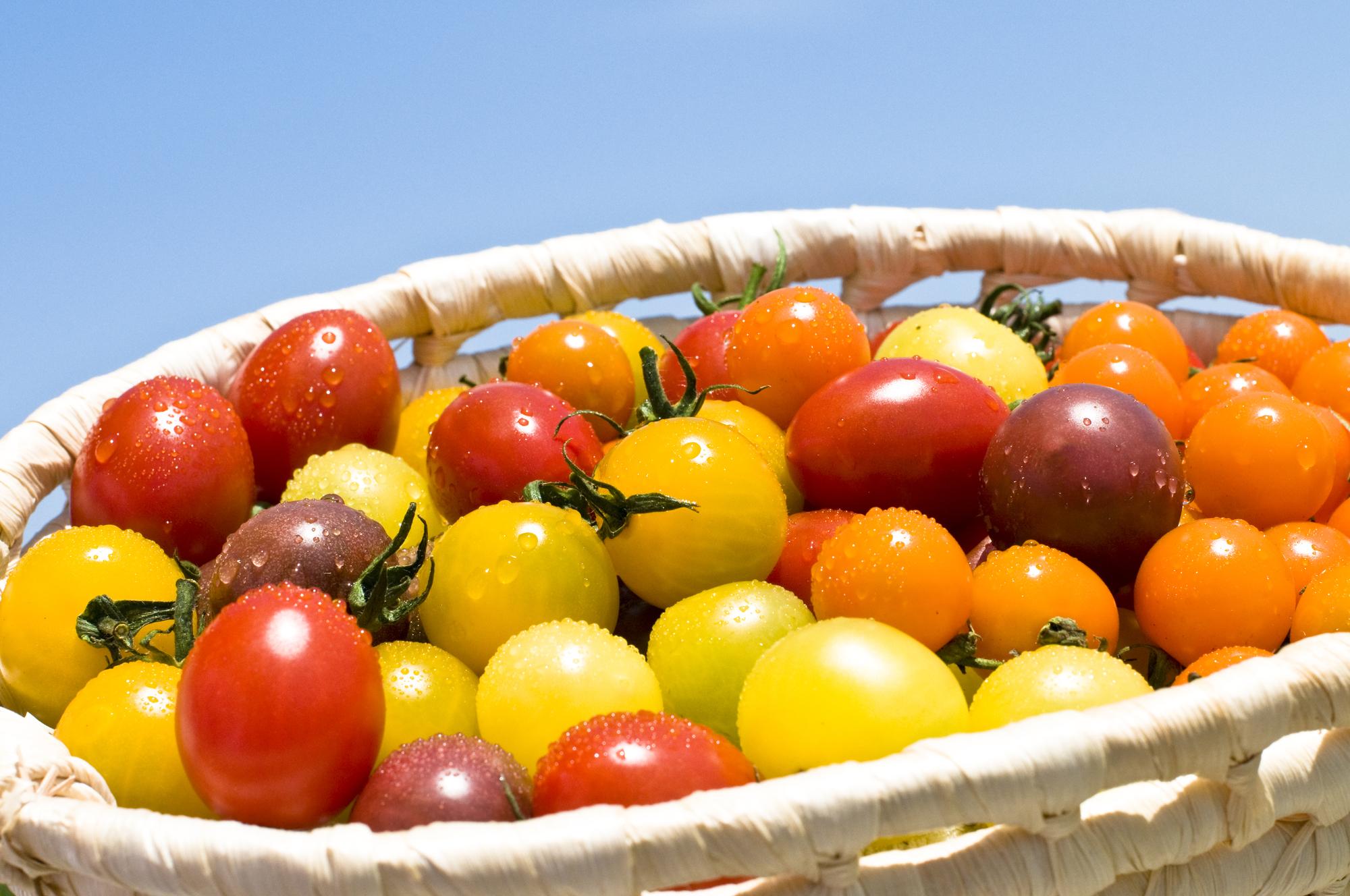 ã2026幎çºéåå
è¡äºçŽãè§ç°ç£ æ°é®®ïŒã«ã©ãã« ããããã ïŒkgã2026幎6æäžæ¬ããé æ¬¡ã