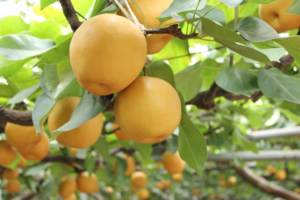 【2026年発送／先行予約】梨「新高」約4kg（4～6玉入）【松崎果樹園】