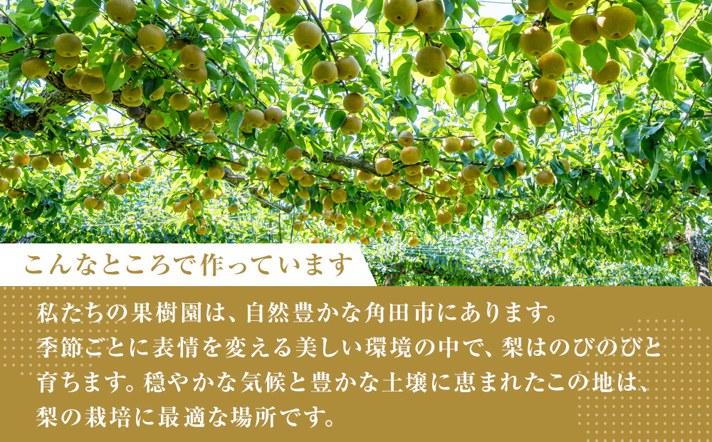 åå·ææš¹åãã¯ããŸãã®ãžã¥ãŒã¹ å®ç æ°é«æ¢šãžã¥ãŒã¹ 720mlÃ2æ¬ã»ãã