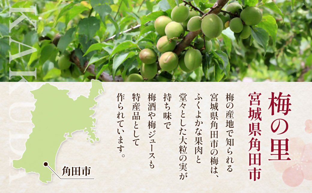 【ふるさと納税】宮城県角田産【無添加】まごころ手作り練り梅(160g)×3個