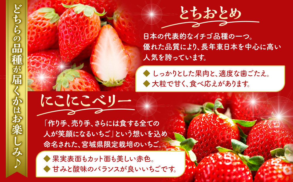 OneBerry いちご農園 品種おまかせ 旬のいちご 250ｇ× 4パック【2026年1月5日以降順次発送】 ｜ いちご イチゴ 苺 宮城県 限定 産地直送 産直 農家直送