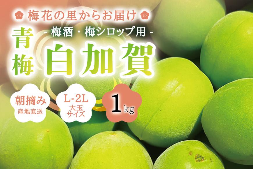 朝摘み青梅(生梅)1kg◆梅花の里から農家直送 梅酒・梅シロップ用 大粒 白加賀 L～2L