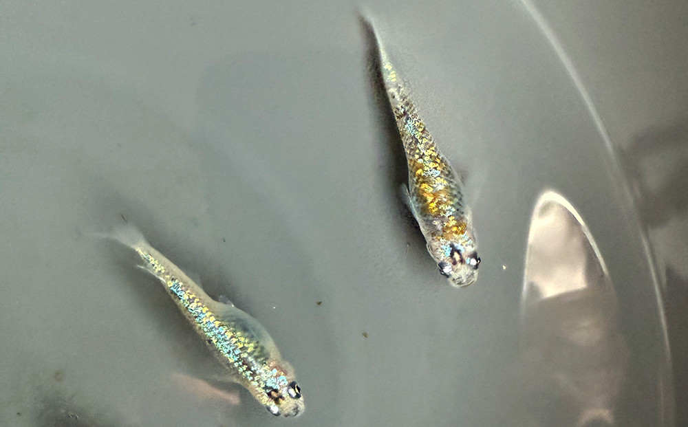 角田市産めだか（鬼ギャルシリーズ）　2ペア