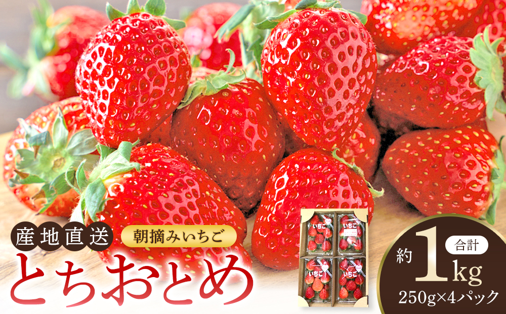 【角田市産地直送】朝摘みいちご「とちおとめ」合計約1kg（250g×4パック）
