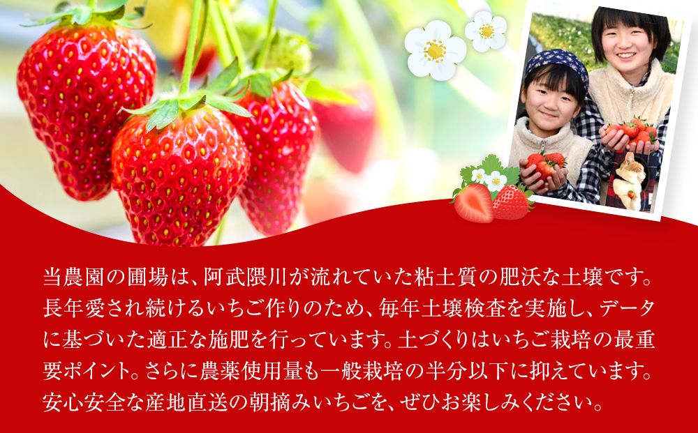 【先行予約】【角田市産地直送】朝摘みいちご「とちおとめ」合計約500g（250g×2パック）【2025年12月下旬以降順次発送】