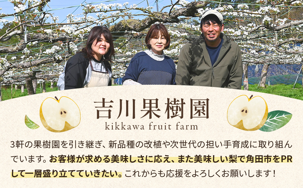 【2026年分先行予約】 梨 新高　約５kg（7～10玉）10月中旬～順次発送【吉川果樹園】 ｜ 梨
