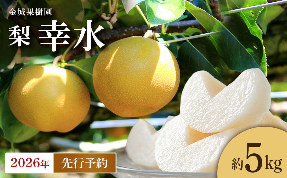 【2026年先行予約】金城果樹園　梨「幸水」約5kg（10～16玉入）2026年8月中旬～順次発送