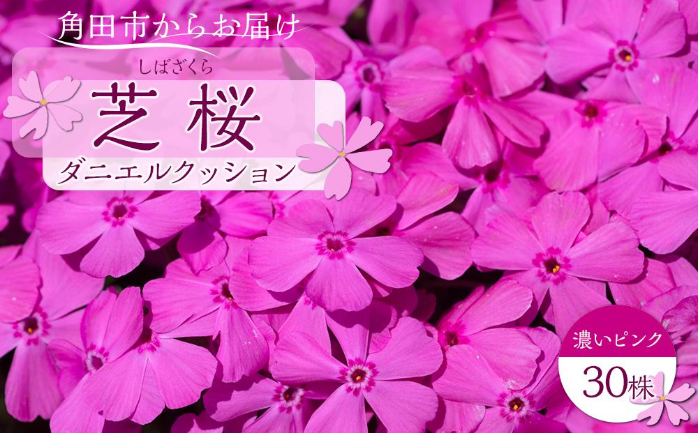 芝桜　ダニエルクッション（濃いピンク）３０株【限定１０００個】