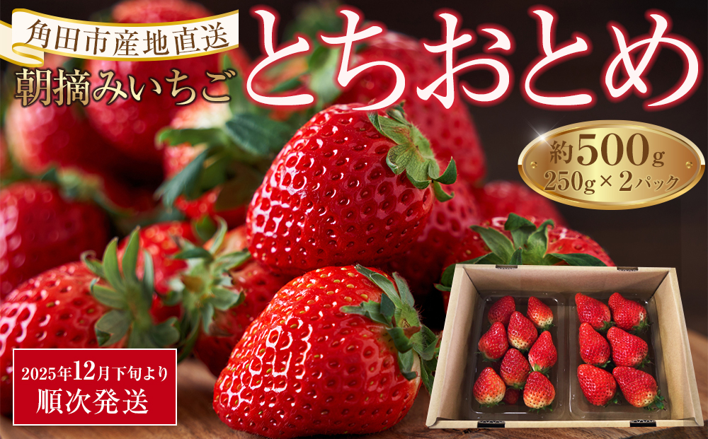 【先行予約】【角田市産地直送】朝摘みいちご「とちおとめ」合計約500g（250g×2パック）【2025年12月下旬以降順次発送】