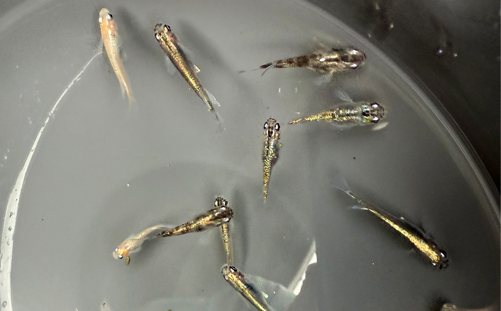 角田市産めだか（ミックス）10匹