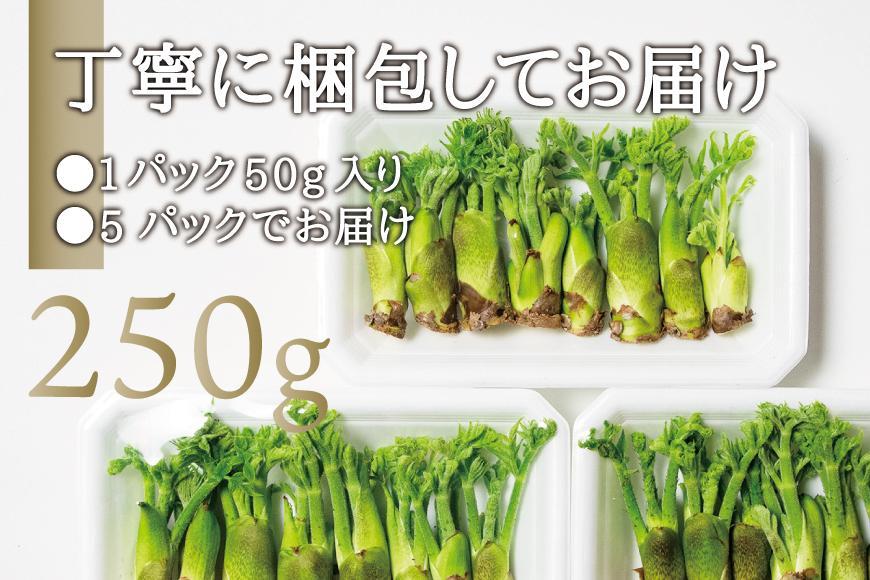 [宮城県角田市産]産地直送 朝採れ山菜 タラの芽 250g【12月下旬以降順次発送】