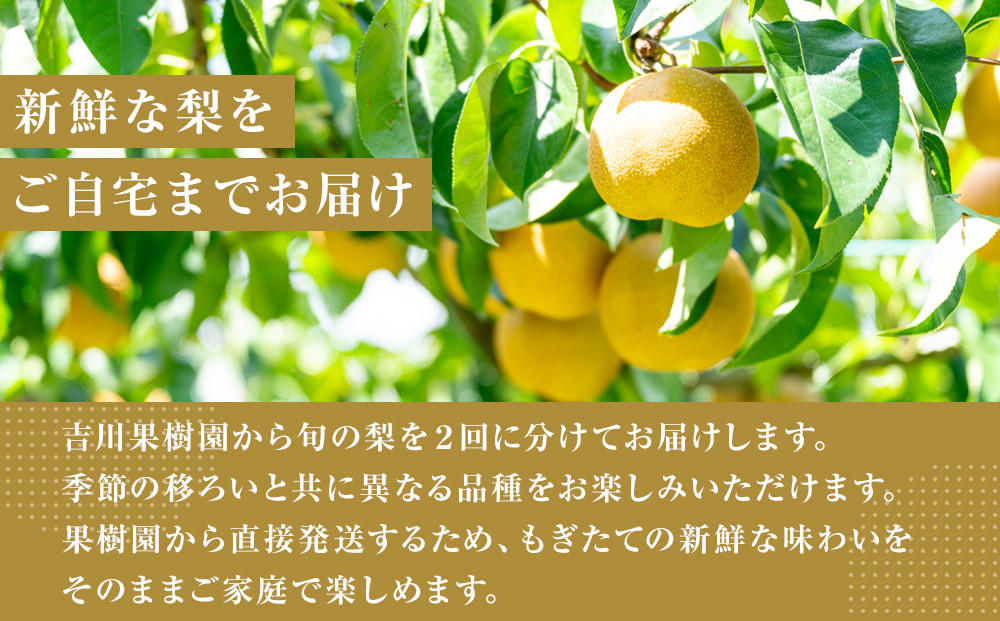 ã2026幎çºéå å
è¡äºçŽããæ¢šã®å®æäŸ¿ïŒå
š2åçºéã忢š2ã«æé£ç¶ãå±ã 5kgïŒåçš®ããŸããïŒ