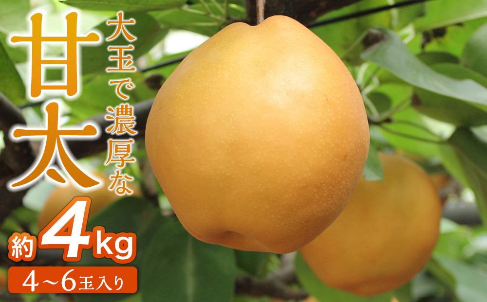 【2026年発送／先行予約】梨「甘太」約4kg（4～6玉入）10月中旬～順次発送【松崎果樹園】