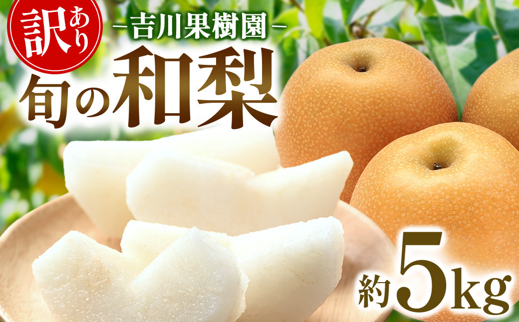 【先行予約（2026年発送分）】【訳あり】旬の和梨　約５kg【吉川果樹園】｜梨 ナシ こだわりの梨 フルーツ 果物 旬の梨 宮城県角田市 約5kg