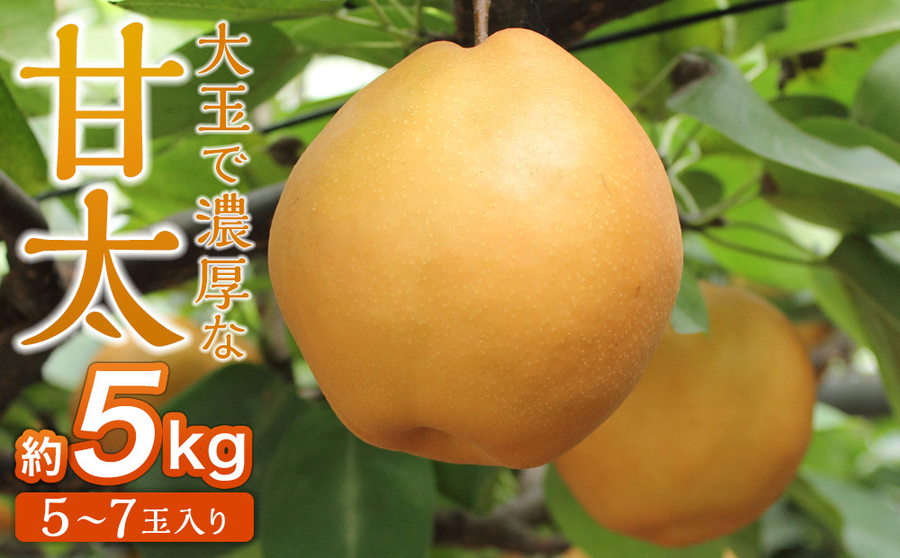 【2026年発送／先行予約】梨「甘太」約5kg（5～7玉入）【松崎果樹園】｜梨 ナシ こだわりの梨 フルーツ 果物 旬の梨 宮城県角田市 約5kg