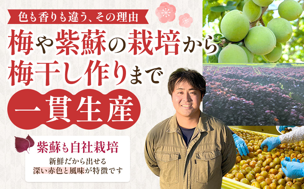 【ふるさと納税】宮城県角田産【無添加】まごころ手作り練り梅(160g)×3個