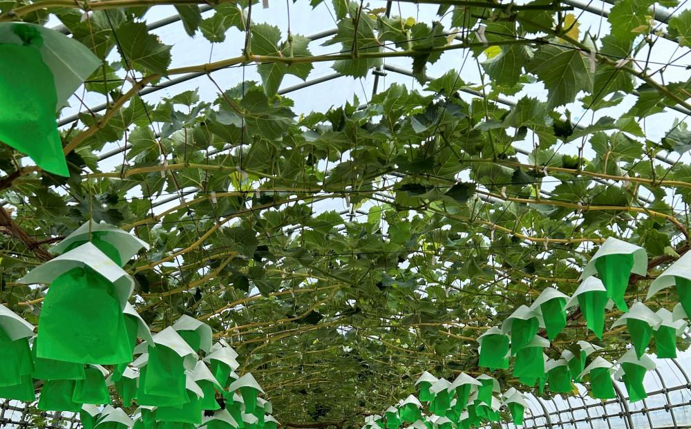 【2026年発送分先行予約】シャインマスカット １房（約500～600g）【2026年9月上旬以降順次】