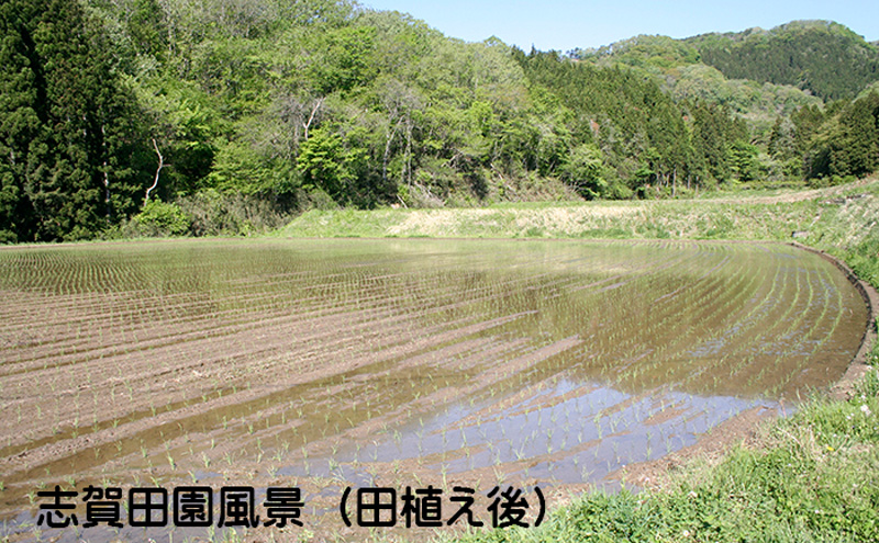 宮城県岩沼市産　志賀沢米　金のいぶき　玄米5kg