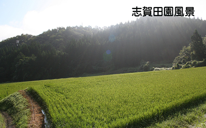 【12ヶ月定期便】宮城県岩沼市産 志賀沢米 金のいぶき 玄米2kg 