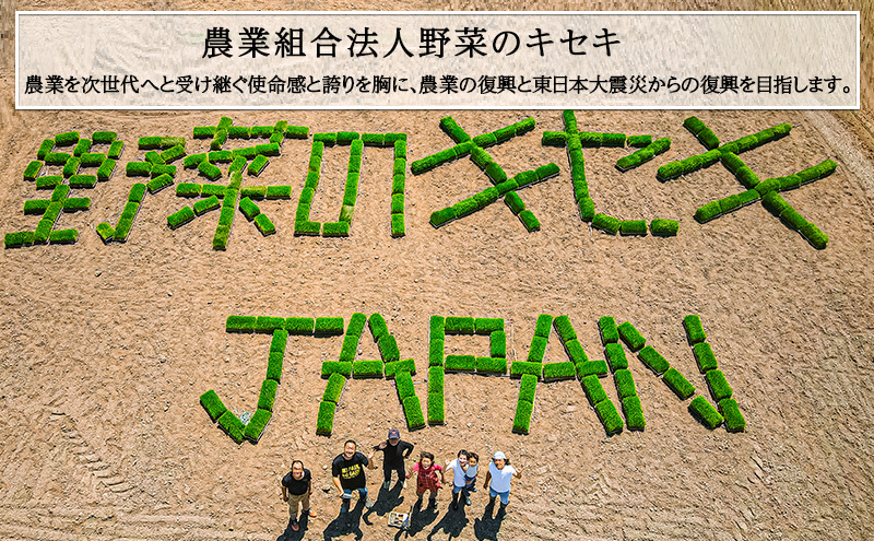 米 令和6年度 宮城県産 ひとめぼれ 5kg お米 こめ コメ