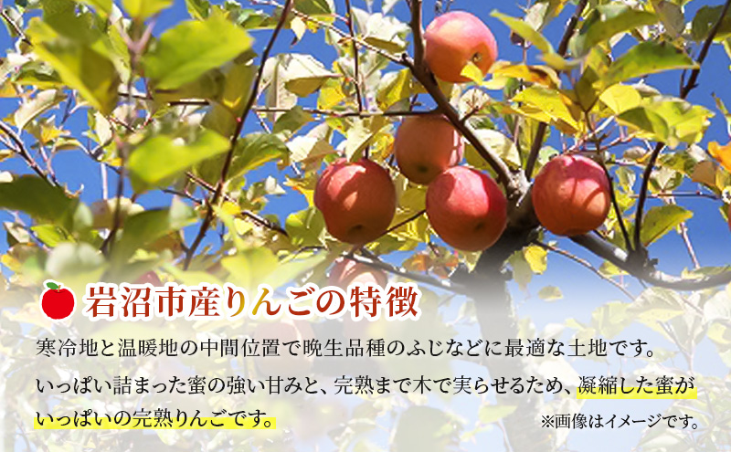 【11月中旬より発送予定】宮城県 岩沼市産 りんご ふじ 約5kg