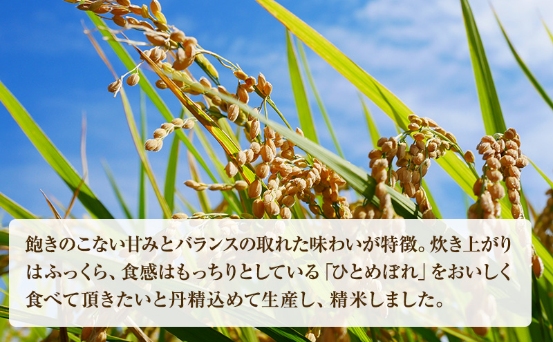 定期便 米 2回 令和6年産 宮城県産 ひとめぼれ 2ヶ月 計10kg (5kg×2回) お米 精米