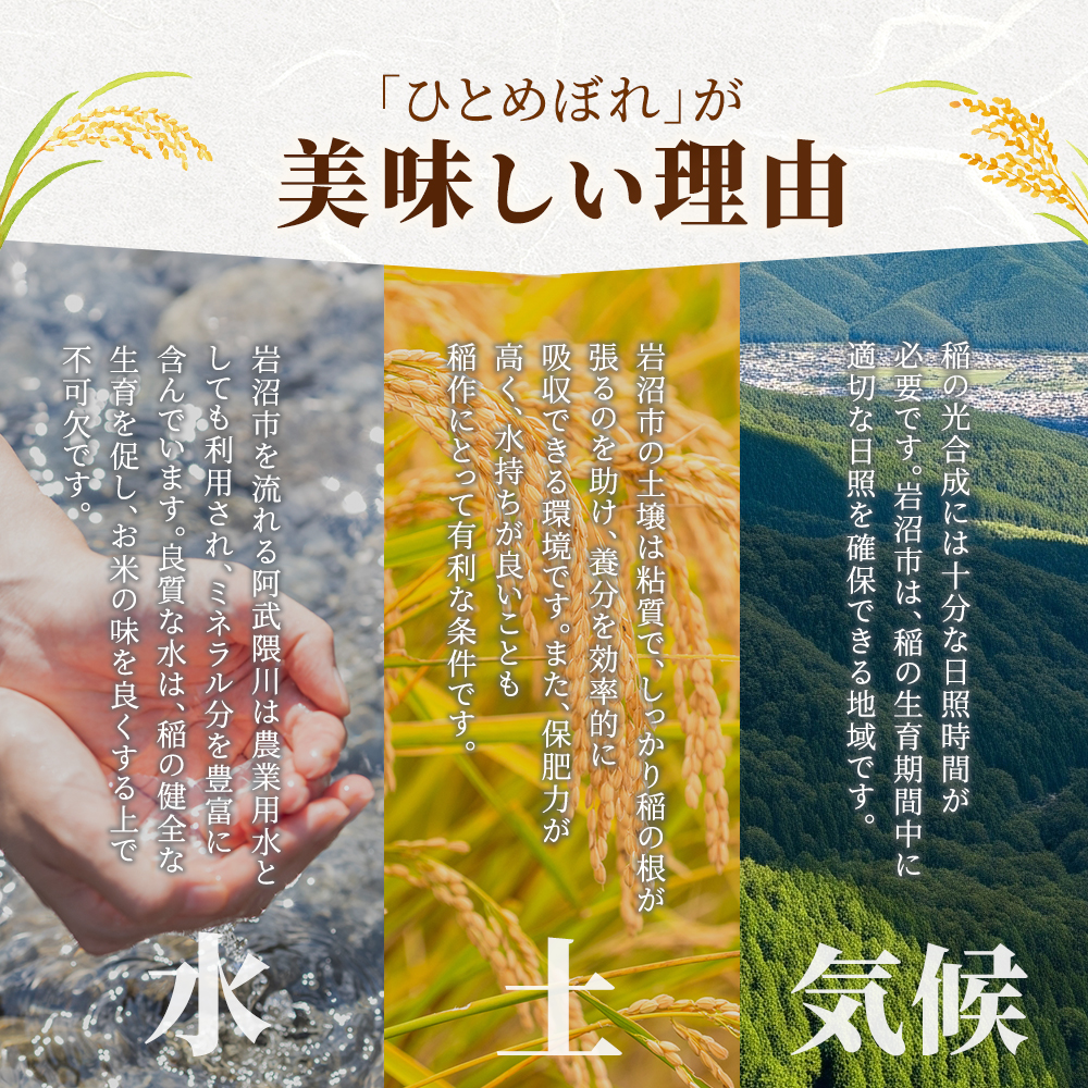 【 令和7年産/ 2ヶ月連続定期便 】 無洗米 ひとめぼれ 5kg × 2回 岩沼産 白米 東北 宮城県産 宮城米