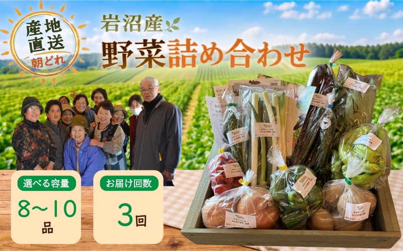 【定期便3ヶ月】宮城県 岩沼産 産地直送 朝どれ 新鮮野菜 8～10種類 詰め合わせセット