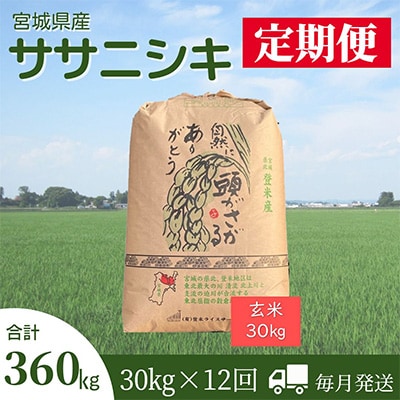 2023年12月発送開始『定期便』宮城県登米市産ササニシキ(玄米)30kg　全12回【5146954】