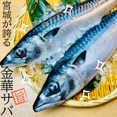 宮城県登米市生産 ご飯が進む!「金華サバゆず味噌漬け」60g×8袋【配送不可地域：離島】【1238212】