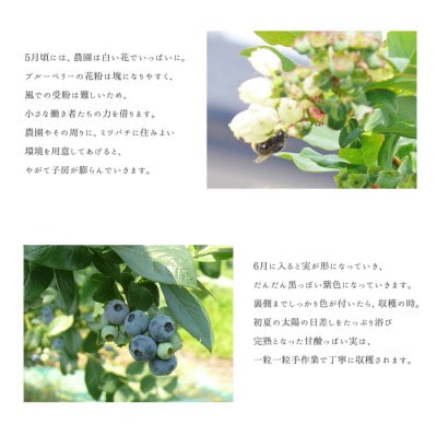 險ウ縺ゅj 辟。驕ク蛻・ 蜀キ蜃阪ヶ繝ォ繝シ繝吶Μ繝シ 2kg縲宣埼∽ク榊庄蝨ー蝓滂シ夐屬蟲カ縲代1646070縲