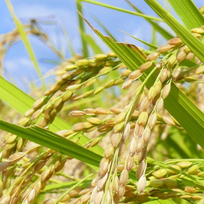 å®®åçç»ç±³åžç£ ã²ãšããŒã çç±³ 30kgã什å7幎ç£ãã1638003ã