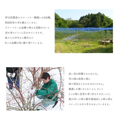 險ウ縺ゅj 辟。驕ク蛻・ 蜀キ蜃阪ヶ繝ォ繝シ繝吶Μ繝シ 2kg縲宣埼∽ク榊庄蝨ー蝓滂シ夐屬蟲カ縲代1646070縲