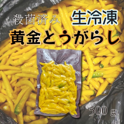 宮城県登米市　自社農園で大切に育てました 黄金唐辛子　500g　殺菌済後急速冷凍しました。【配送不可地域：離島】【1584201】