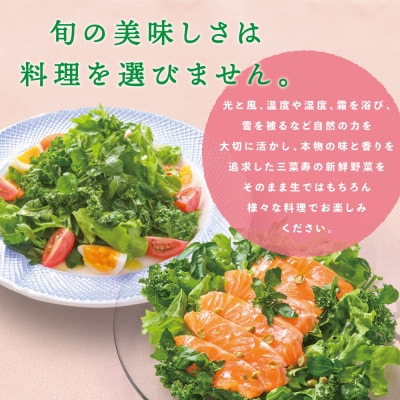 旬の新鮮野菜セット Mサイズ(5種類以上/6〜8パック)【配送不可地域：離島】【1556527】