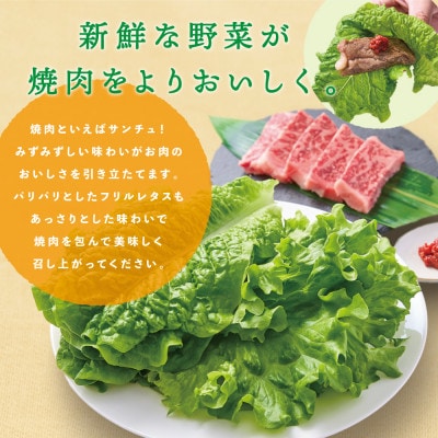 サンチュ(6パック)とフリルレタス(4パック)の焼肉野菜セット【配送不可地域：離島】【1556523】