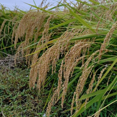 令和7年産　宮城県登米市産コシヒカリ(精米)5kg【1725563】