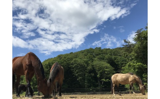 馬のお世話体験とふれあい乗馬【親子】
