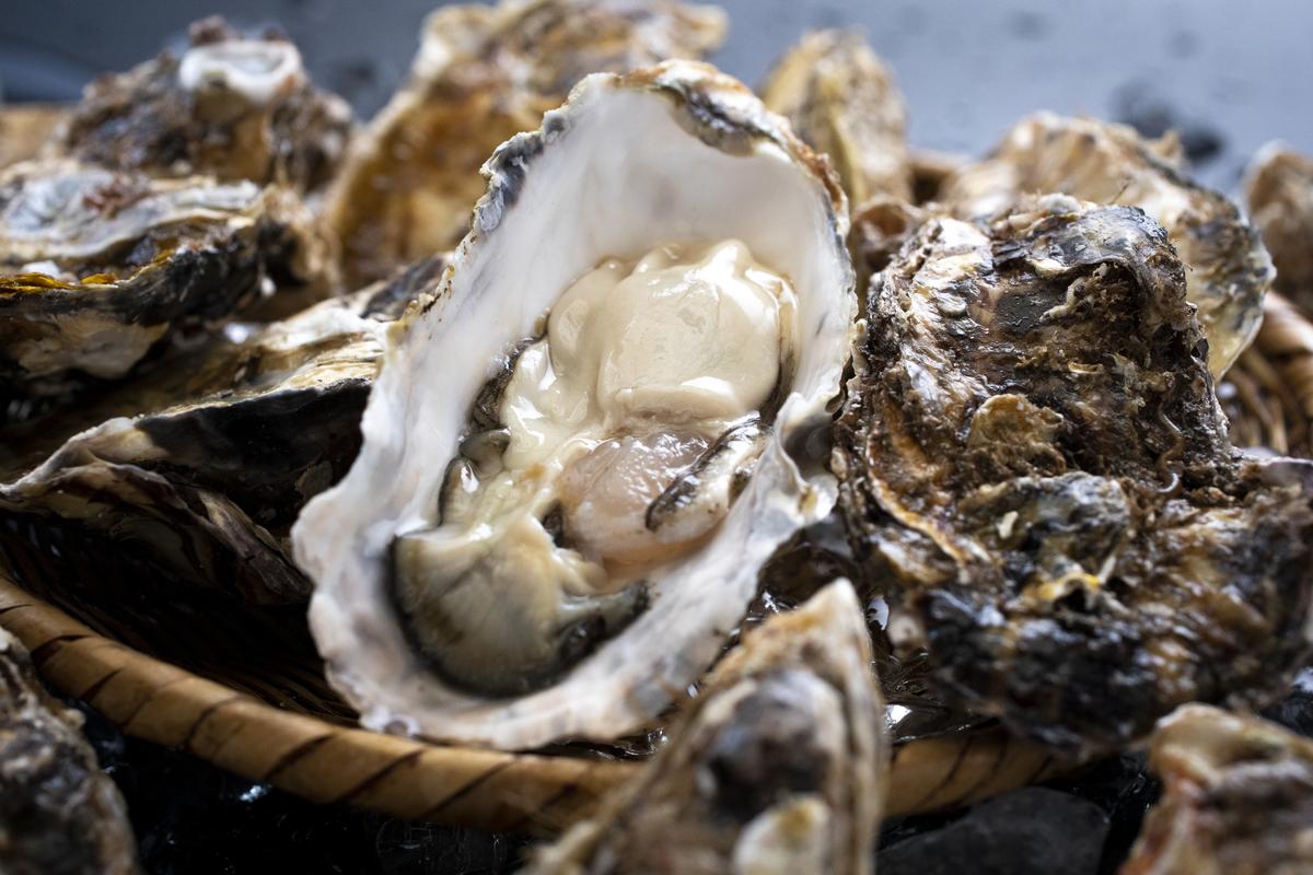 縲2025繧キ繝シ繧コ繝ウ蜿嶺サ倬幕蟋具シ√11譛井クュ譌ャ縺九i鬆谺。逋コ騾∽コ亥ョ 螂・譚セ蟲カ逕」 讌オ荳 繧ォ繧ュ隧ー蜷医○ 繧ォ繧ュ繧縺崎コォ500g1譛ャシ区ョサ莉倥″繧ォ繧ュ8蛟 迚。陟」 縺九″ 繧ォ繧ュ 谿サ莉倥″迚。陟」 蜑・縺崎コォ