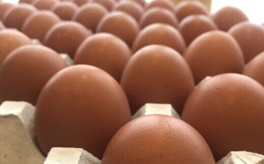 縲2縺区怦騾」邯壹♀螻翫¢縲醍悛繧後k譽ョ縺ョ縺溘∪縺斐譛晄治繧悟嵯60蛟 縺溘∪縺 繧ソ繝槭ざ 蜊オ 鮓丞嵯 豼蜴 縺薙□繧上j 譁ー魄ョ縲縲04301-0793縲