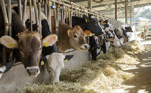 ãå®®åèµçããšãŒã°ã«ãå·¥æ¿Atreyu ãšãŒã°ã«ãè©°ãåããããã«ãŒã®ããã ã04301-0948ã