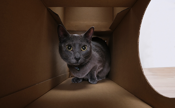 ねこねこトンネル トンネルセット P-NTT アイリスオーヤマ キャットウォーク 猫 猫用品 ねこ ペット ペット用品 爪とぎ 爪研ぎ おもちゃ ネコ キャットハウス キャットトンネル 遊び場 遊び道具 ダンボール 段ボール グッズ 