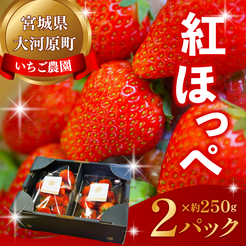 大河原町のいちご 完熟いちご 2パック 果物 フルーツ 苺 紅ほっぺ かおり みずみずしい ジューシー 期間限定 季節限定 いちご 小分け